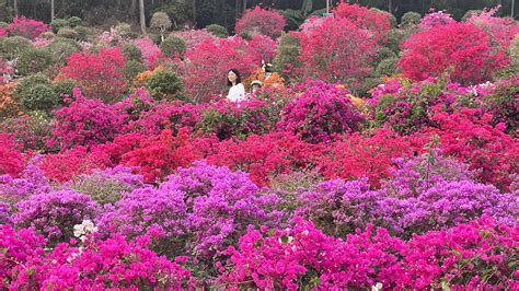 深圳花海在哪裏？夢幻花境與都市節奏的交響曲